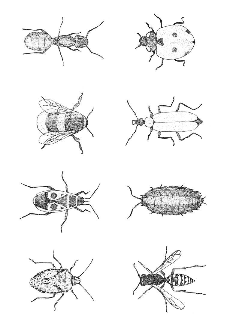 7INSECTES2019 (11)